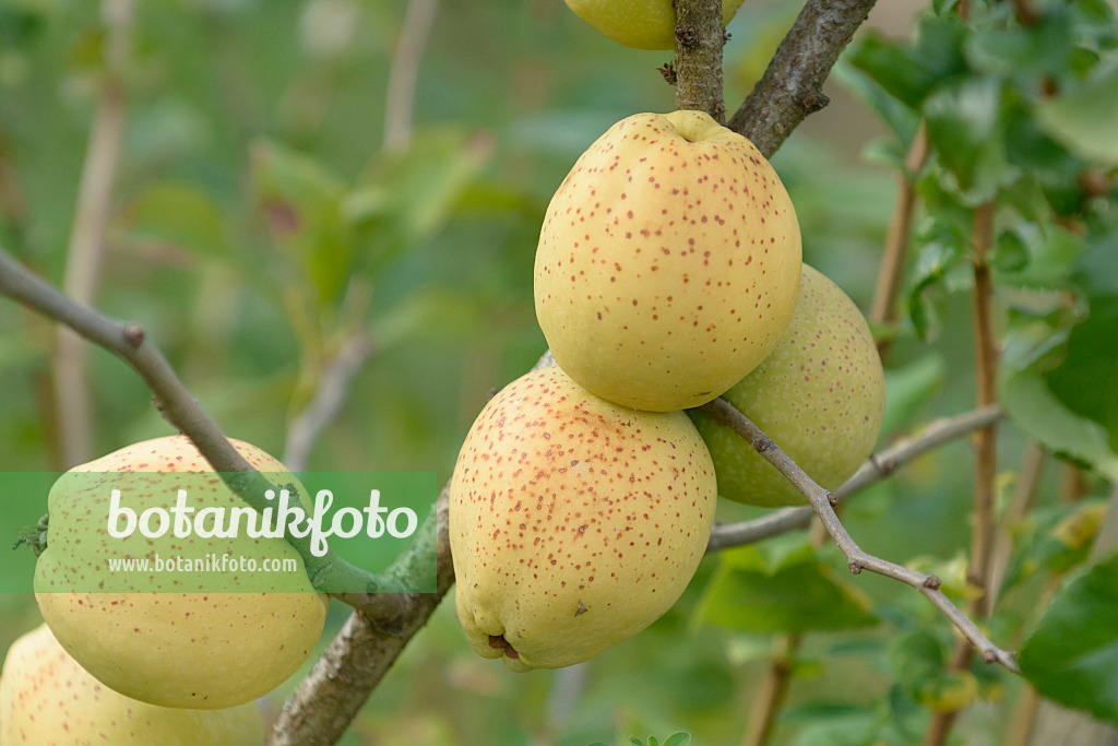 547107 - Flowering quince (Chaenomeles x superba 'Fusion')