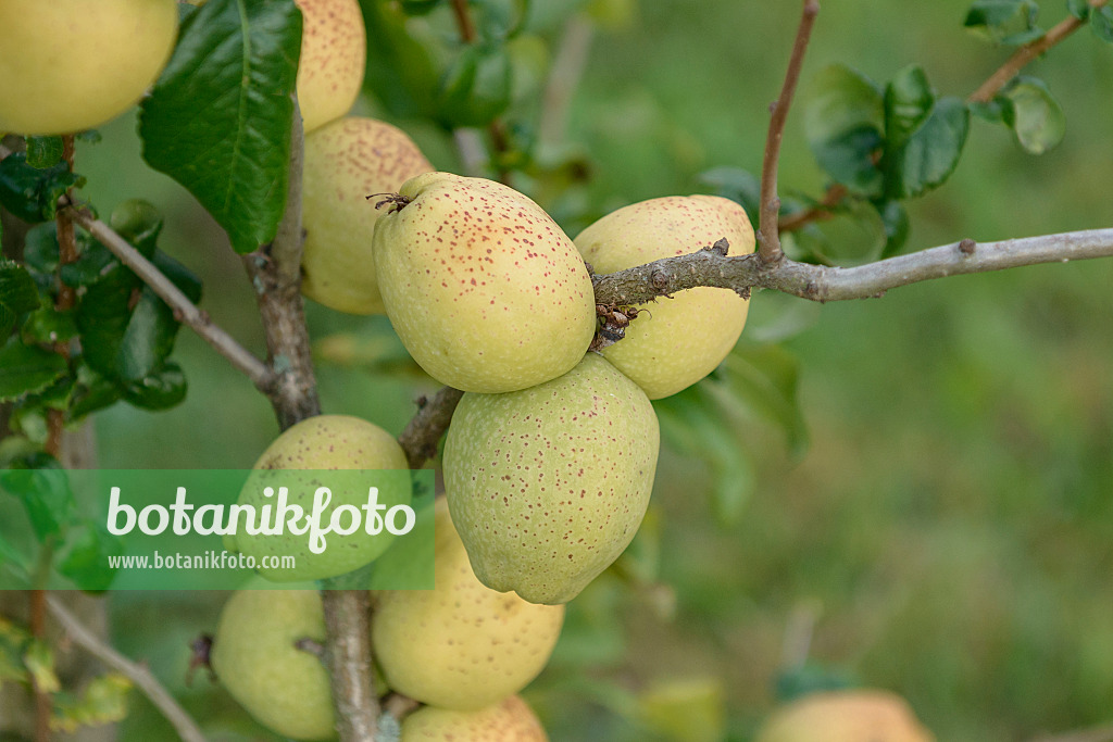 547108 - Flowering quince (Chaenomeles x superba 'Fusion')