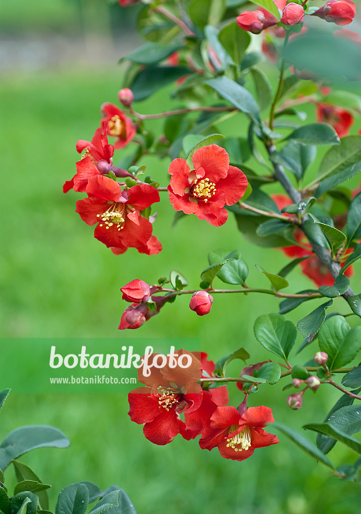 502141 - Flowering quince (Chaenomeles x superba 'Hollandia')