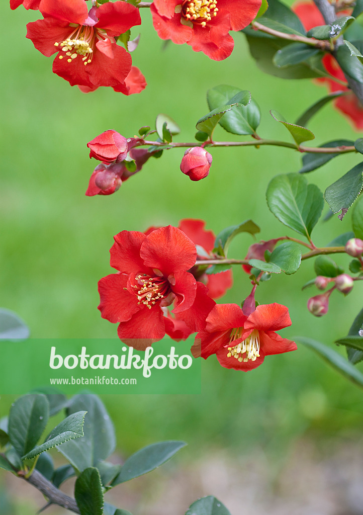 502142 - Flowering quince (Chaenomeles x superba 'Hollandia')