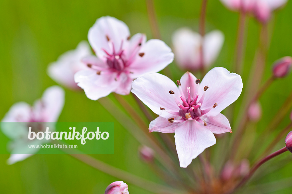 473317 - Flowering rush (Butomus umbellatus)