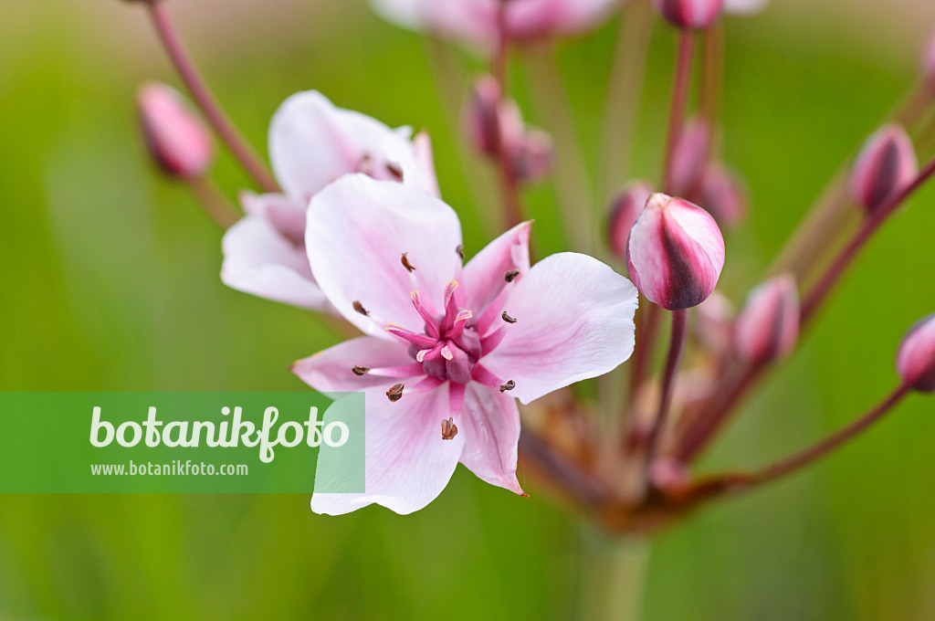 473318 - Flowering rush (Butomus umbellatus)