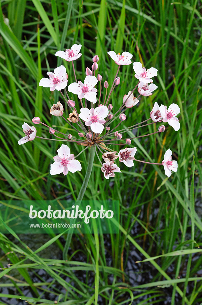 474038 - Flowering rush (Butomus umbellatus)