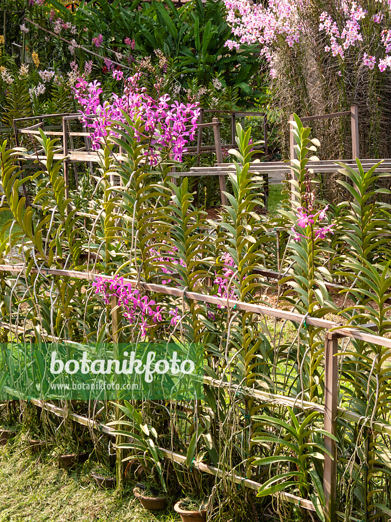 411134 - Flowering shrubs with trellises in a perennial garden