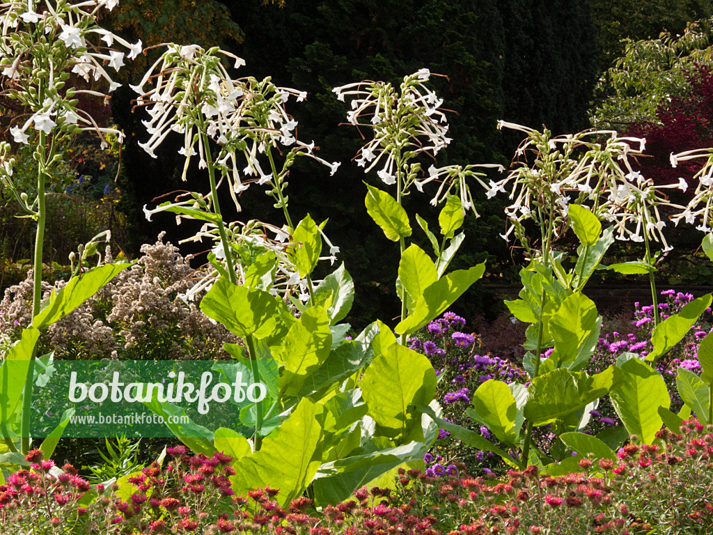 418041 - Flowering tobacco (Nicotiana sylvestris)