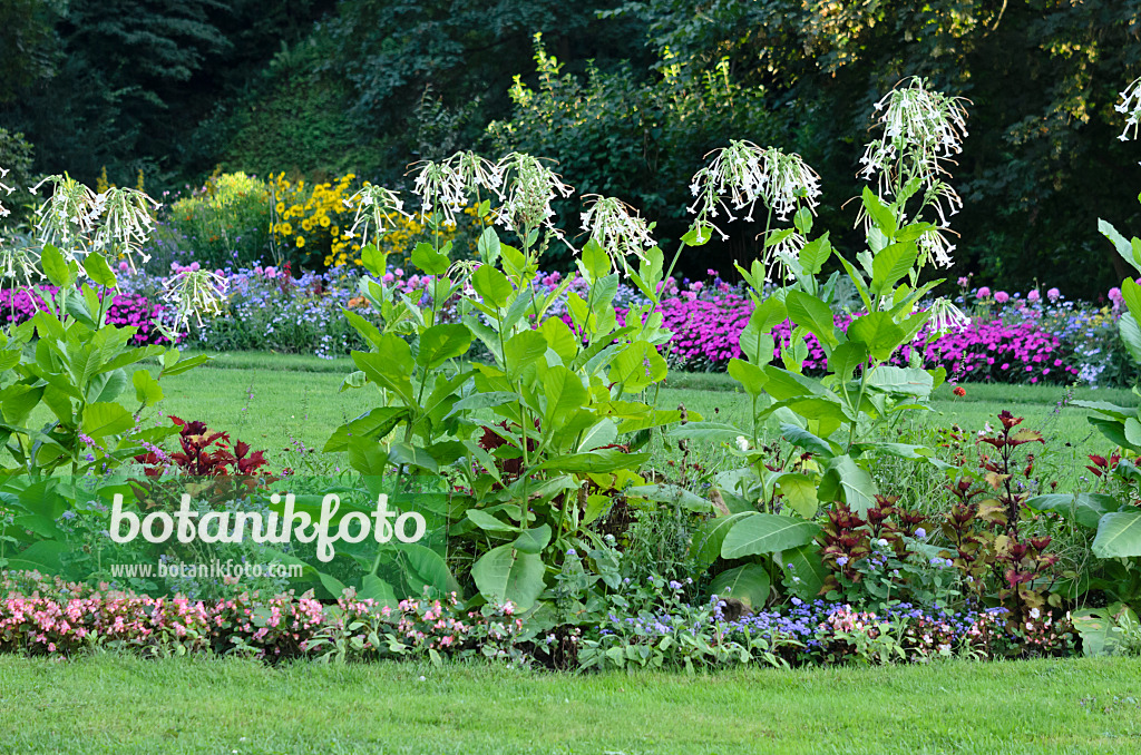 535187 - Flowering tobacco (Nicotiana sylvestris)