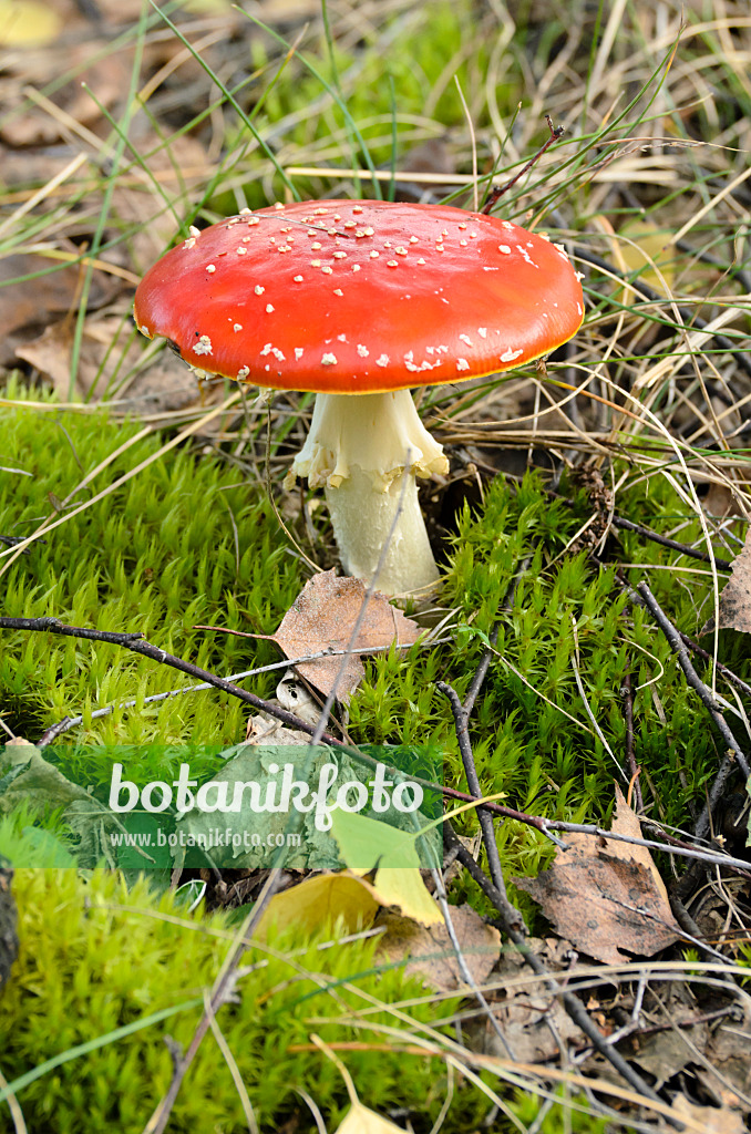 501062 - Fly agaric (Amanita muscaria)