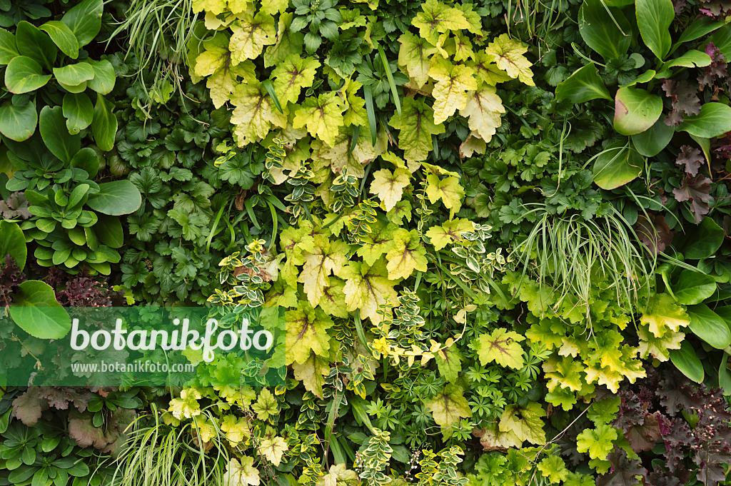 511230 - Foliage plants in a vertical garden