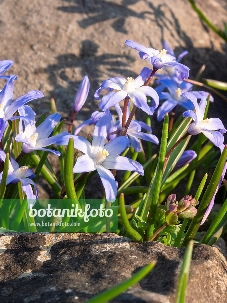 400075 - Forbes' glory of the snow (Chionodoxa forbesii syn. Scilla forbesii)