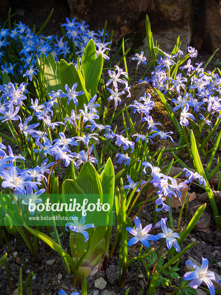 400076 - Forbes' glory of the snow (Chionodoxa forbesii syn. Scilla forbesii)