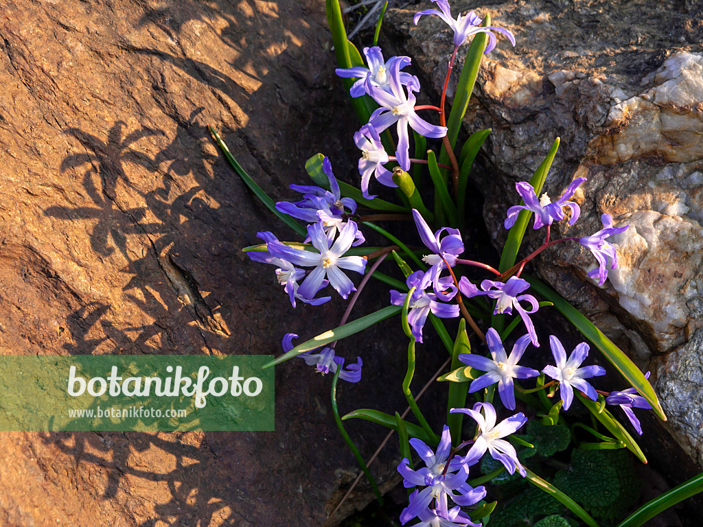 447045 - Forbes' glory of the snow (Chionodoxa forbesii syn. Scilla forbesii)