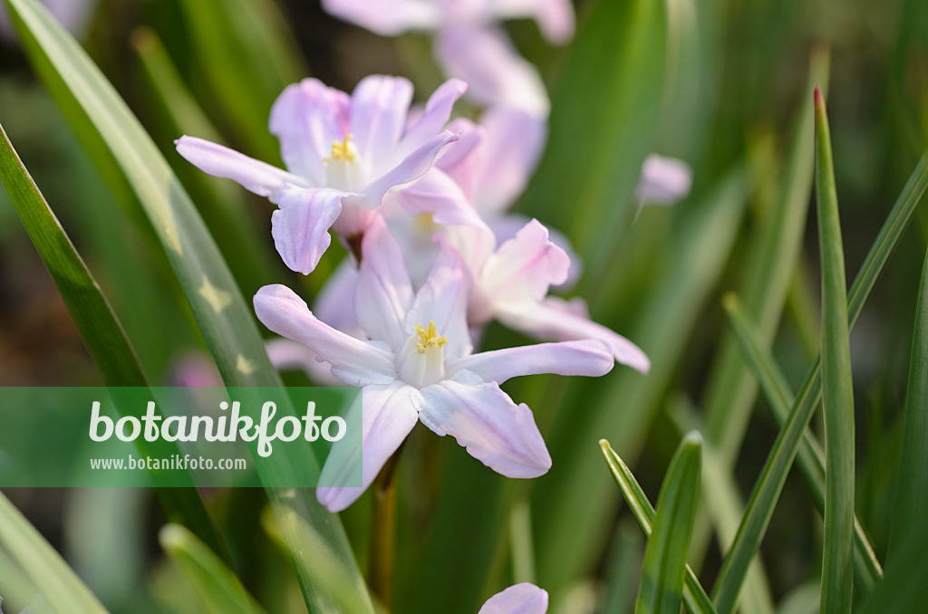 495014 - Forbes' glory of the snow (Chionodoxa forbesii 'Pink Giant' syn. Scilla forbesii 'Pink Giant')