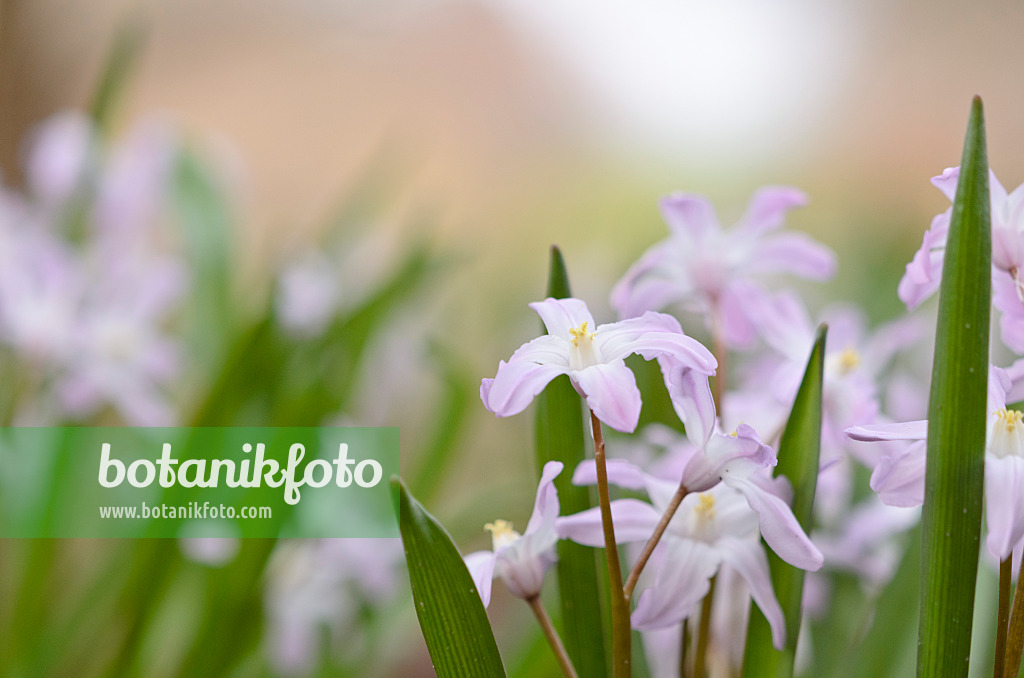 519032 - Forbes' glory of the snow (Chionodoxa forbesii 'Pink Giant' syn. Scilla forbesii 'Pink Giant')