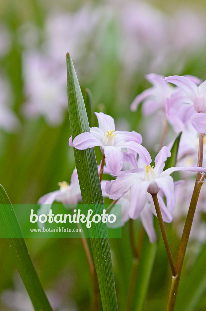 519033 - Forbes' glory of the snow (Chionodoxa forbesii 'Pink Giant' syn. Scilla forbesii 'Pink Giant')