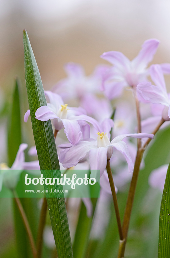 519034 - Forbes' glory of the snow (Chionodoxa forbesii 'Pink Giant' syn. Scilla forbesii 'Pink Giant')