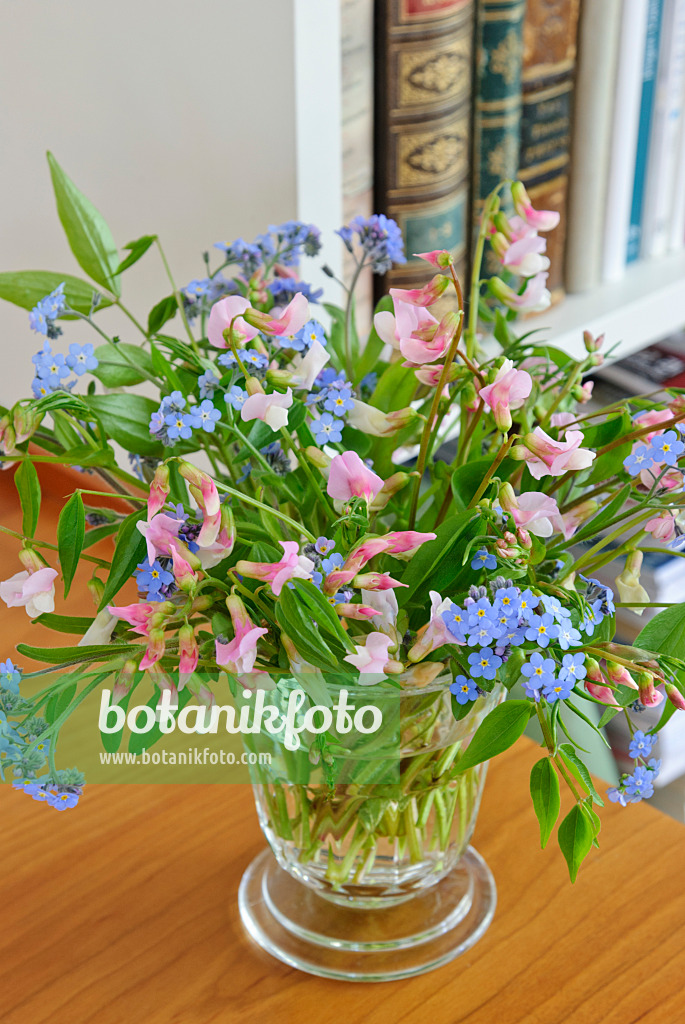 479073 - Forget-me-not (Myosotis) and spring pea (Lathyrus vernus 'Alboroseus') in a glass vase