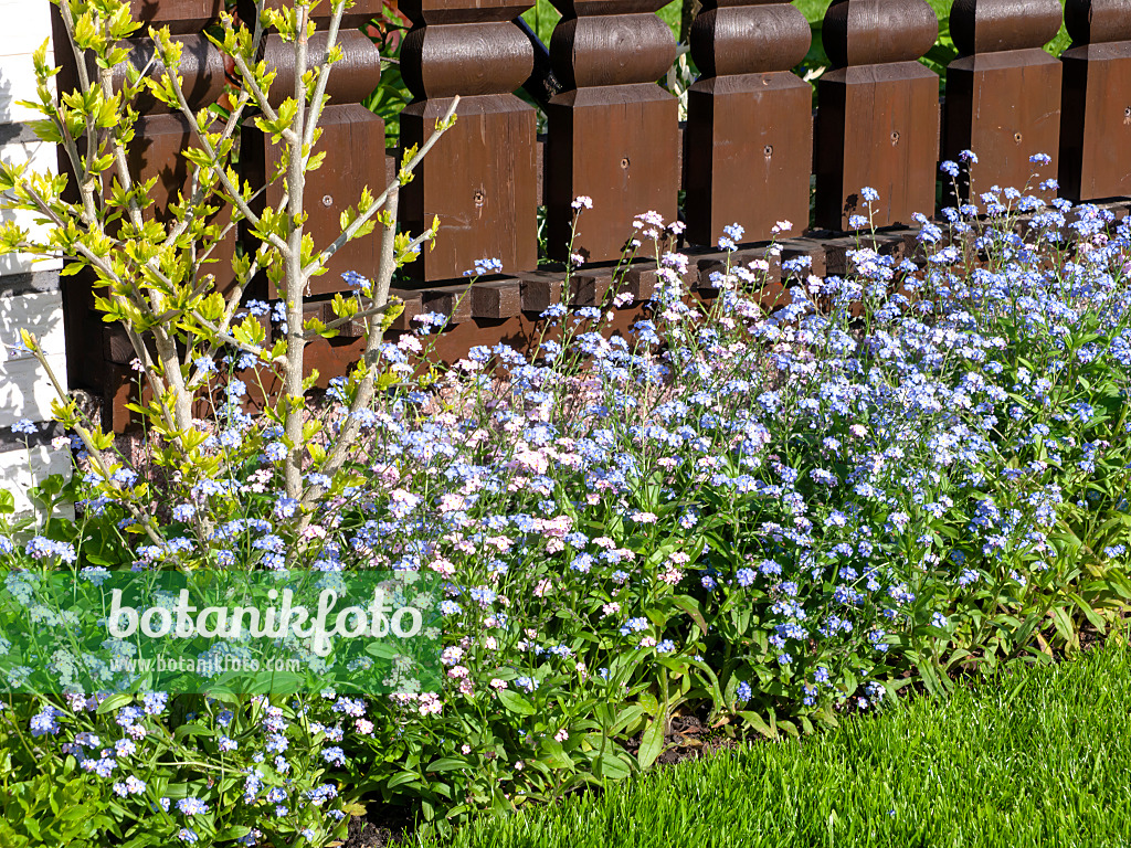 484167 - Forget-me-nots (Myosotis)