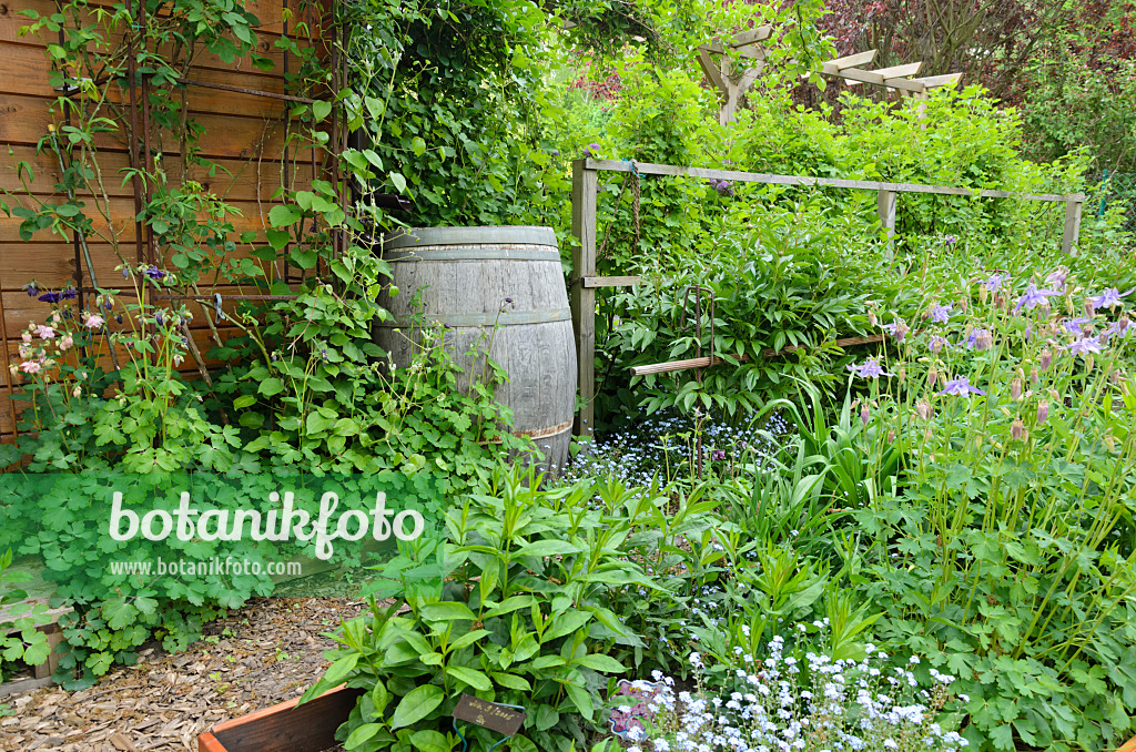 544109 - Forget-me-nots (Myosotis) and columbines (Aquilegia) in a vernal perennial garden