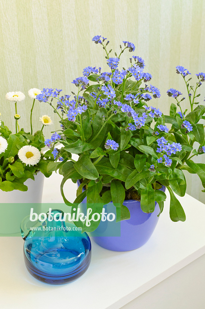 471153 - Forget-me-nots (Myosotis) and common daisy (Bellis perennis)