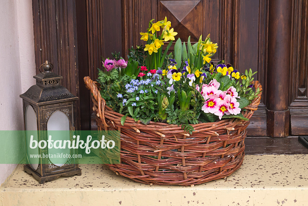 608018 - Forget-me-nots (Myosotis), violets (Viola), daffodils (Narcissus) and primroses (Primula) in a wicker basket