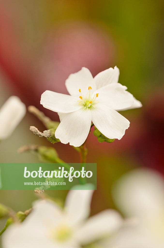 547333 - Fork-leaved sundew (Drosera binata)