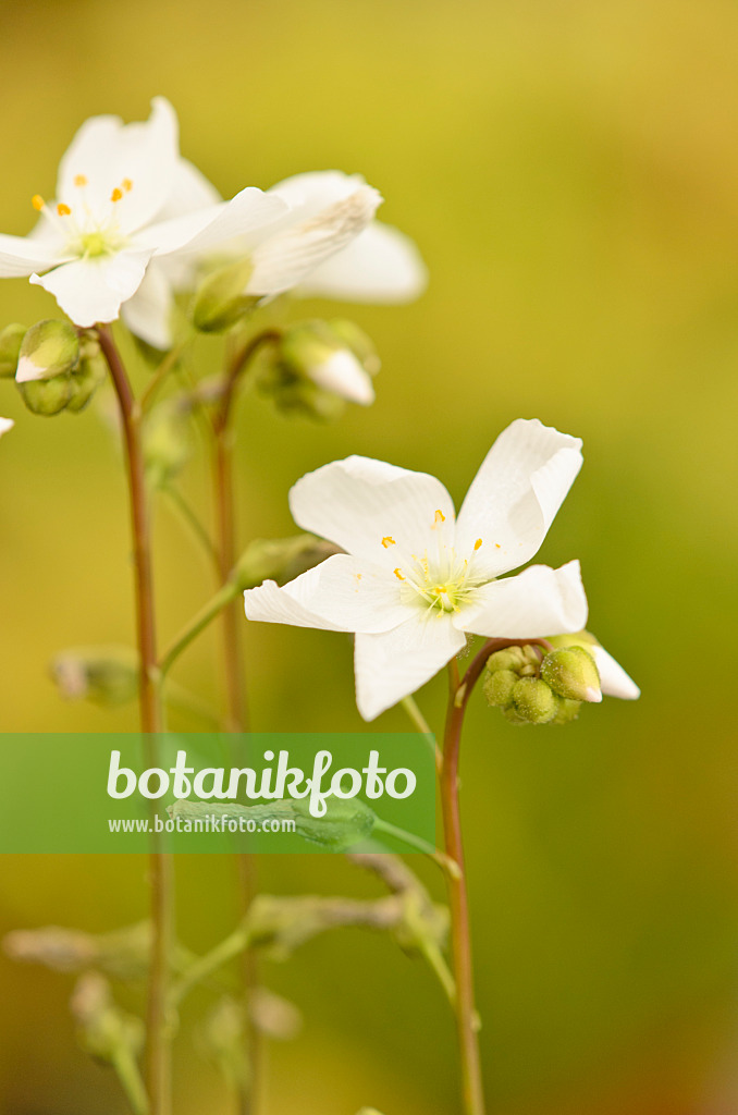 547346 - Fork-leaved sundew (Drosera binata)