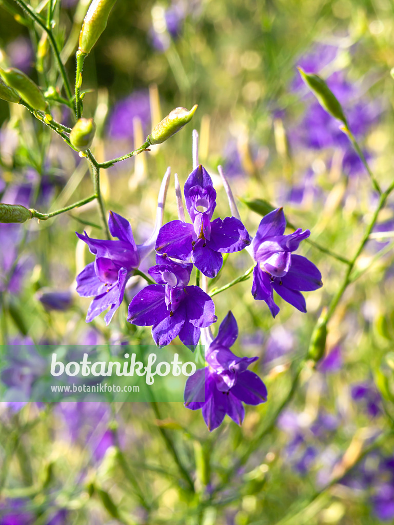 440220 - Forking larkspur (Consolida regalis)