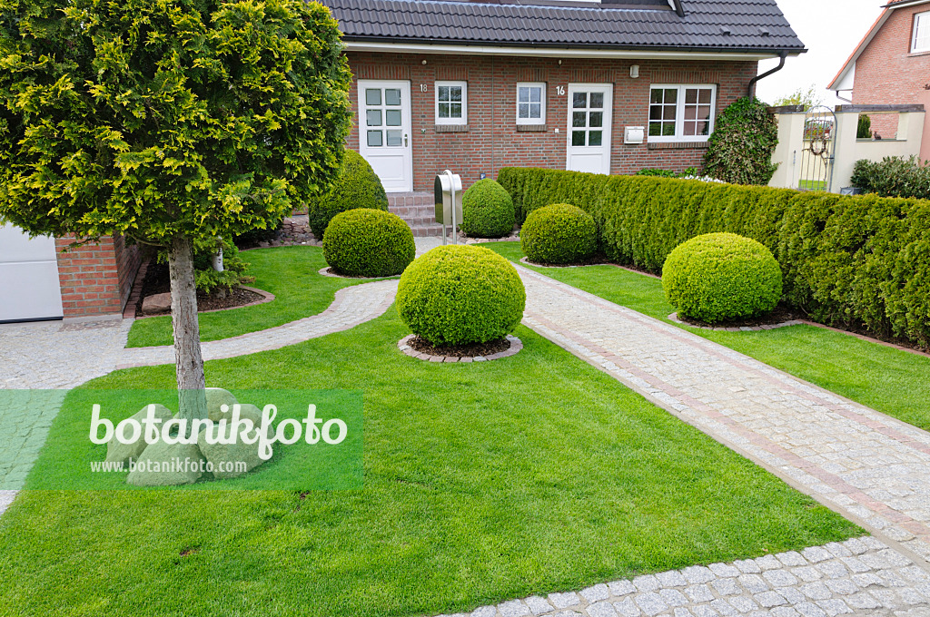 484086 - Formal front garden with lawn and shaped boxwoods