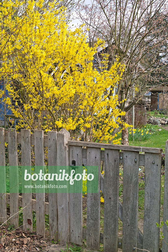 555105 - Forsythia (Forsythia) with wooden fence