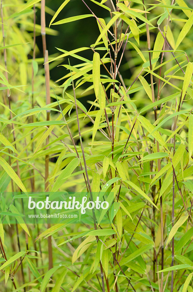 534478 - Fountain bamboo (Fargesia nitida)