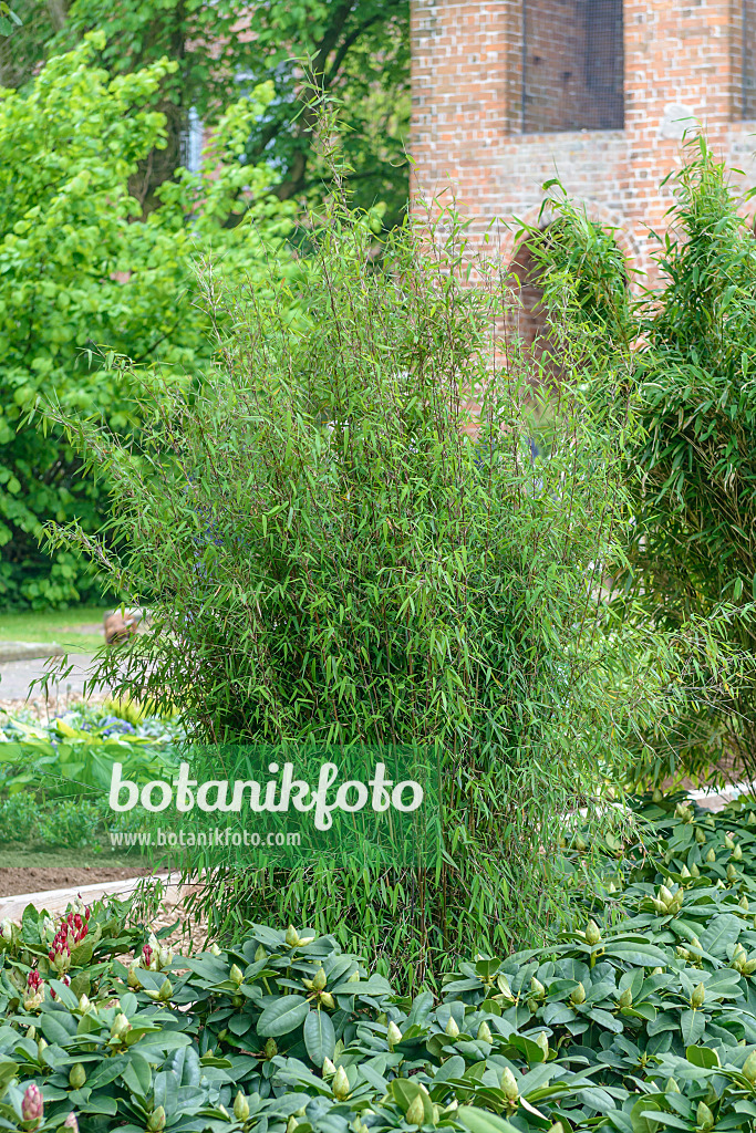 558103 - Fountain bamboo (Fargesia nitida 'Jiuzhaigou 1') in a garden in front of an old house with a brick wall