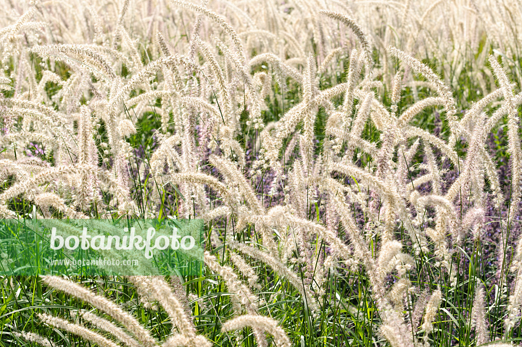 476218 - Fountain grass (Pennisetum orientale)