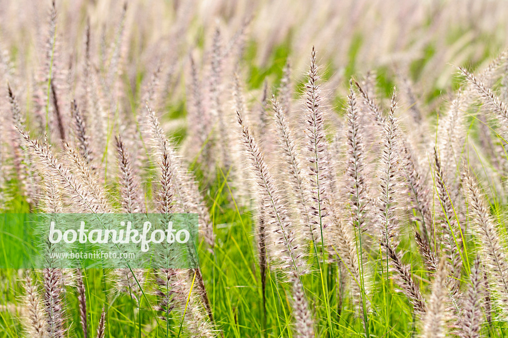 475067 - Fountain grass (Pennisetum setaceum)