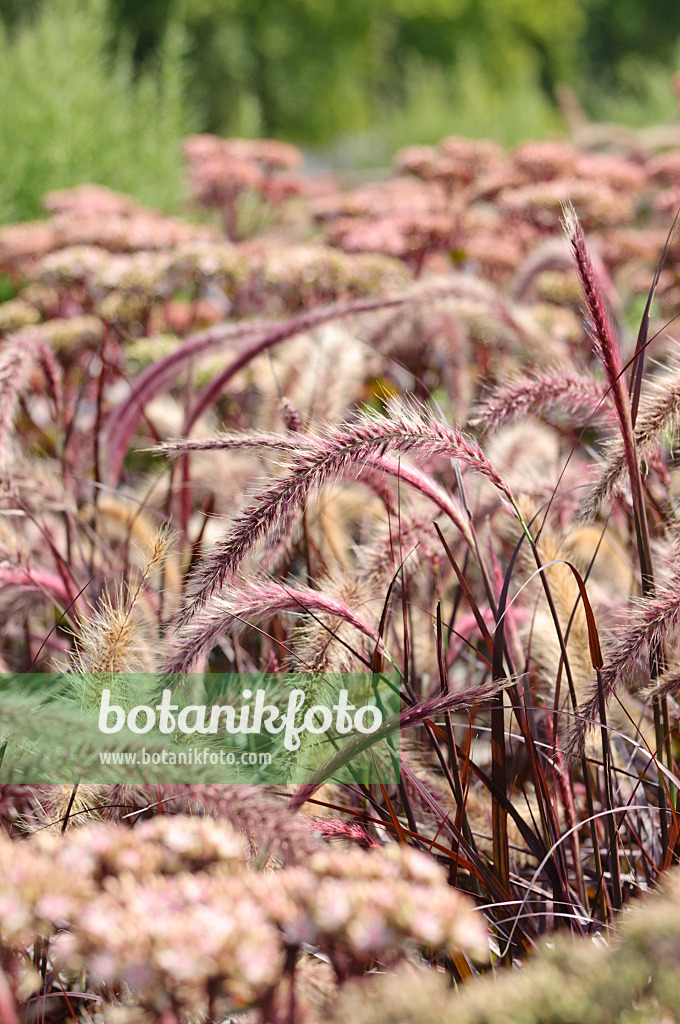 475070 - Fountain grass (Pennisetum setaceum 'Rubrum')