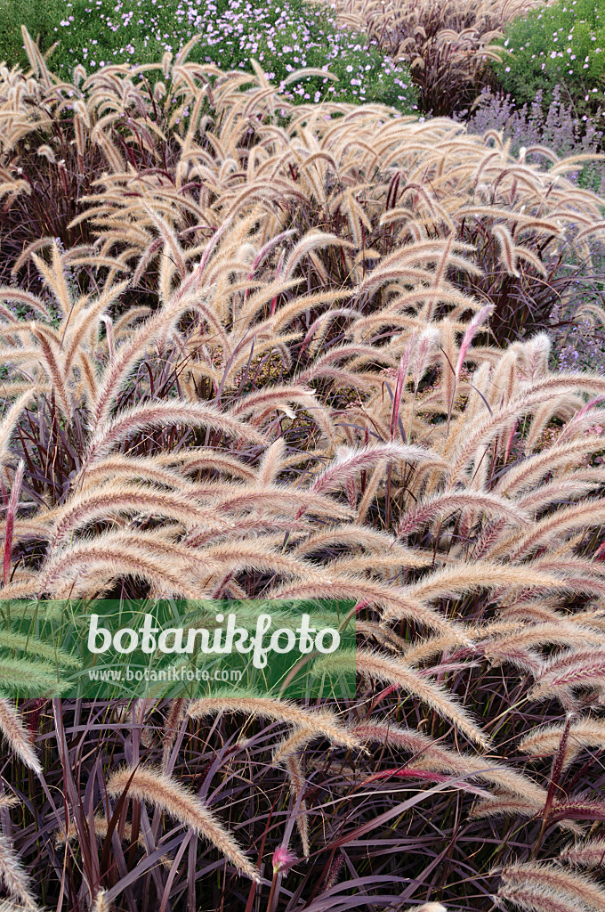 476211 - Fountain grass (Pennisetum setaceum 'Rubrum')