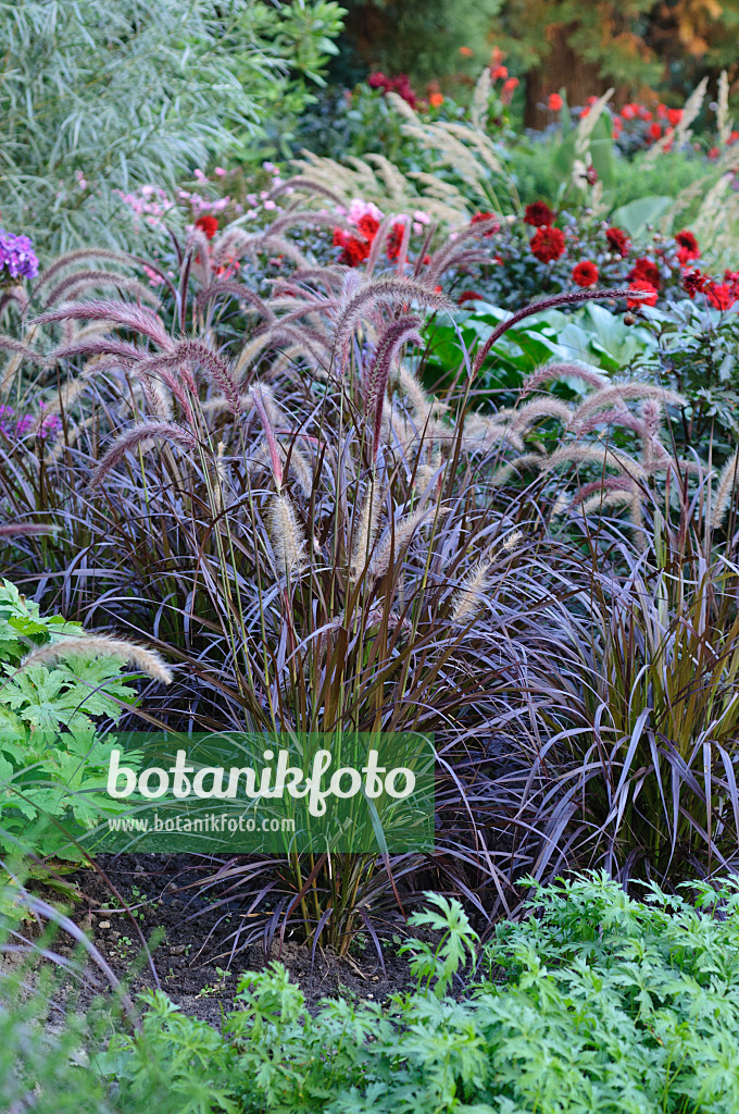 487180 - Fountain grass (Pennisetum setaceum 'Rubrum')