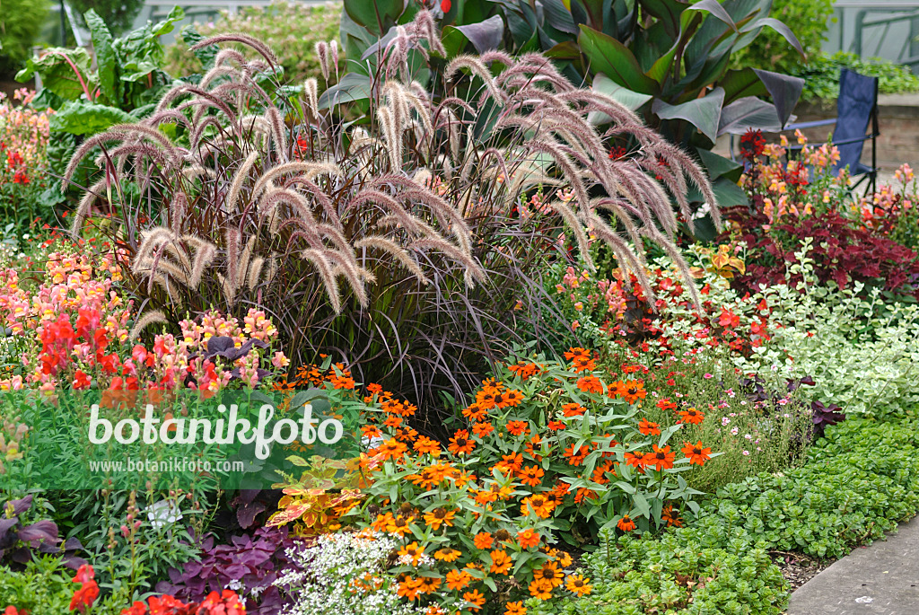 517463 - Fountain grass (Pennisetum setaceum 'Rubrum'), snapdragons (Antirrhinum) and zinnias (Zinnia)