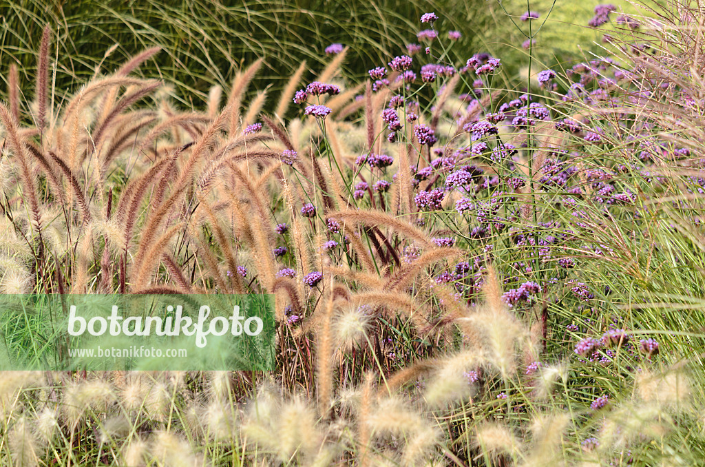 548160 - Fountain grass (Pennisetum setaceum 'Rubrum') and purpletop vervain (Verbena bonariensis)