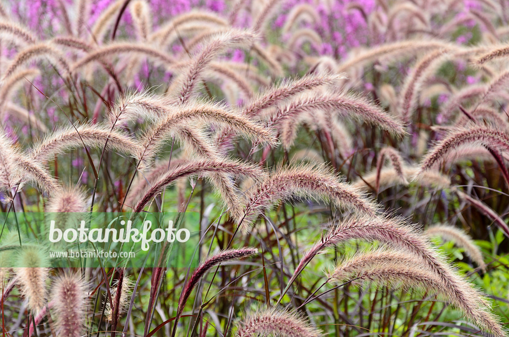 571059 - Fountain grass (Pennisetum setaceum 'Rubrum')