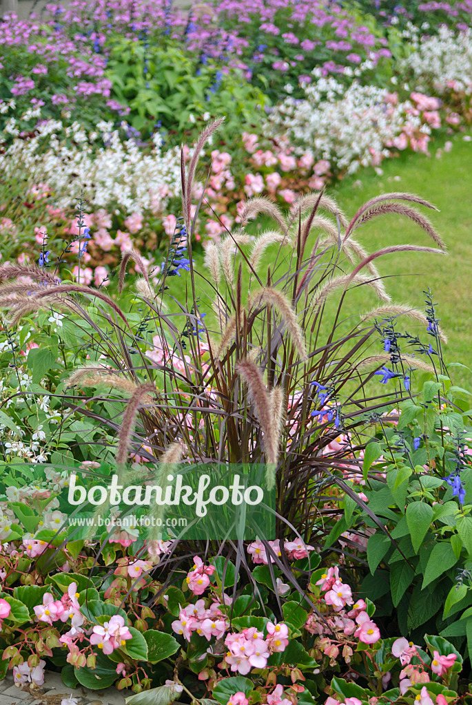 517462 - Fountain grass (Pennisetum setaceum 'Rubrum'), blue anise sage (Salvia guaranitica 'Black and Blue') and begonias (Begonia)