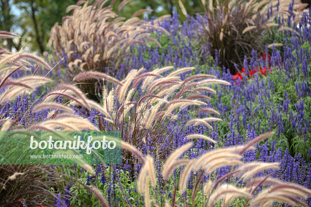 517465 - Fountain grass (Pennisetum setaceum 'Rubrum') and sages (Salvia)