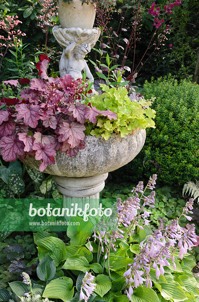 570091 - Fountain with alumroots (Heuchera) and plantain lilies (Hosta)