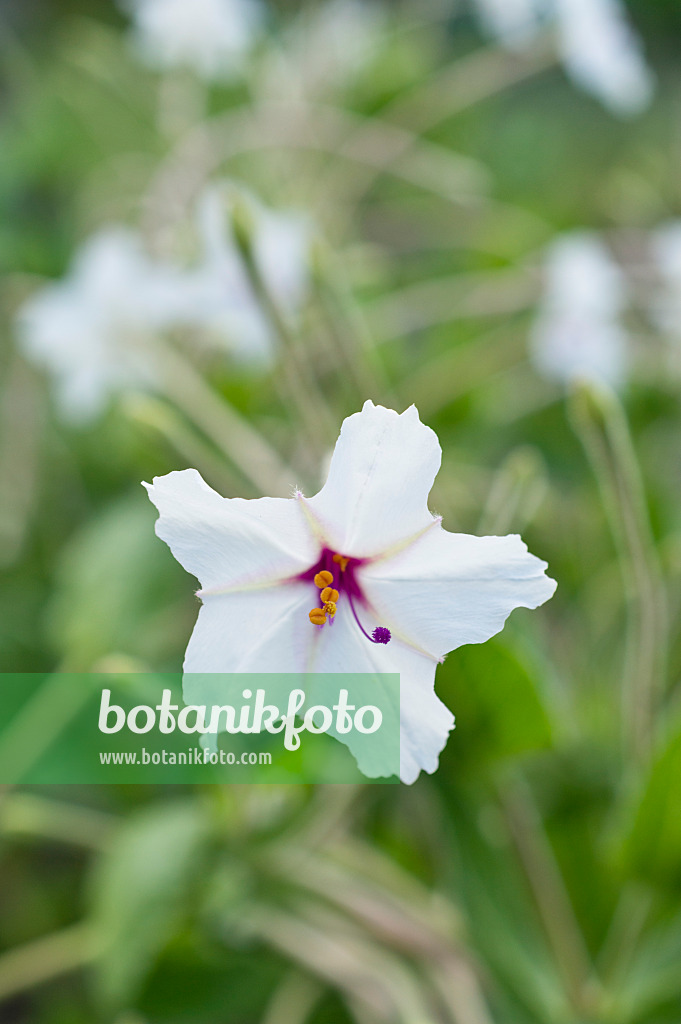 510066 - Four o'clocks (Mirabilis longiflora)