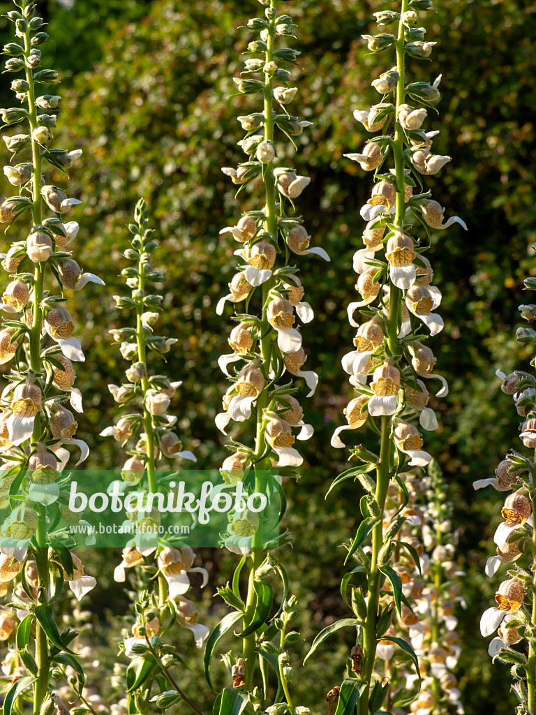 438255 - Foxglove (Digitalis lamarckii)