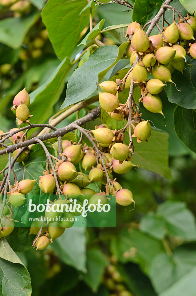 572009 - Foxglove tree (Paulownia tomentosa)