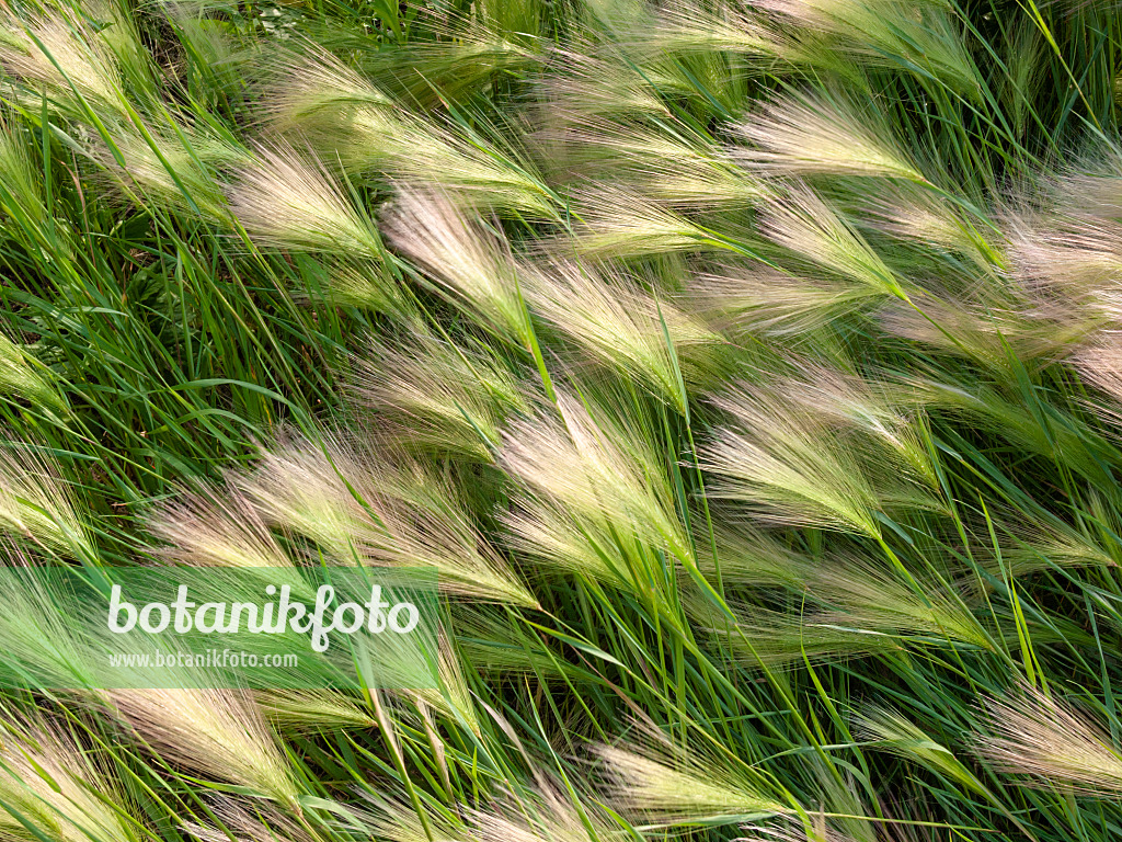 404008 - Foxtail barley (Hordeum jubatum)