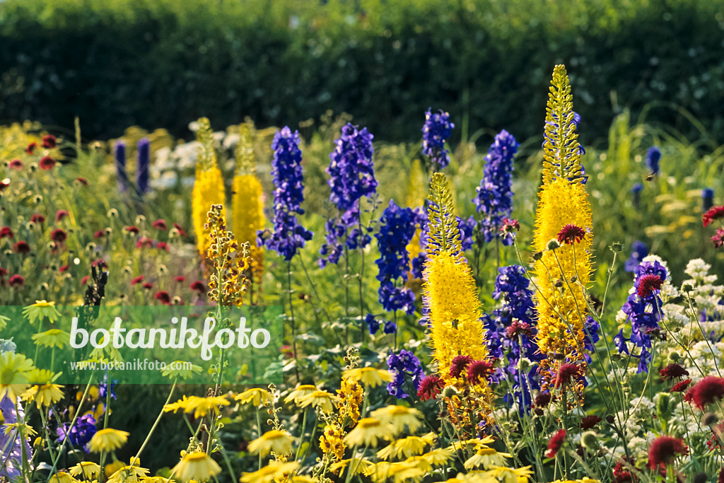 379095 - Foxtail lily (Eremurus)