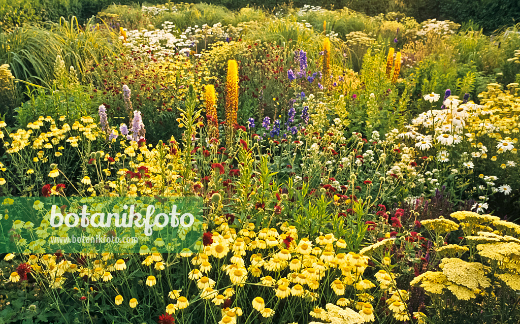 380031 - Foxtail lily (Eremurus), daisy (Leucanthemum) and yarrow (Achillea)