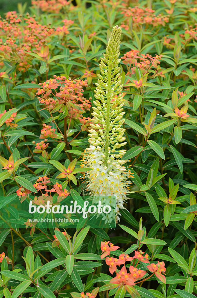 497028 - Foxtail lily (Eremurus) and fireglow spurge (Euphorbia griffithii 'Fireglow')