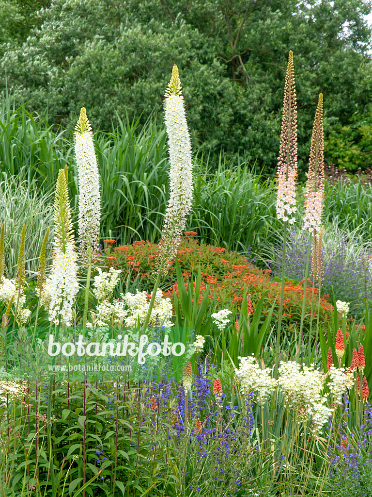 426069 - Foxtail lily (Eremurus himalaicus)